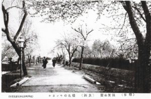 【15】桜花のトンネル