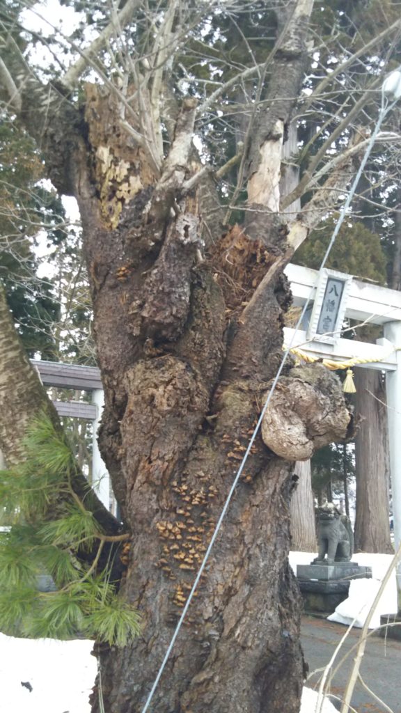 老木となった桜